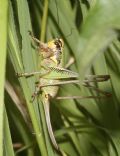 Eupholidoptera chabrieri (cfr.)